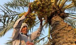 الزراعة: قطاع النخيل بديل استراتيجي عن النفط ويمتلك 625 صنف تمر عراقي